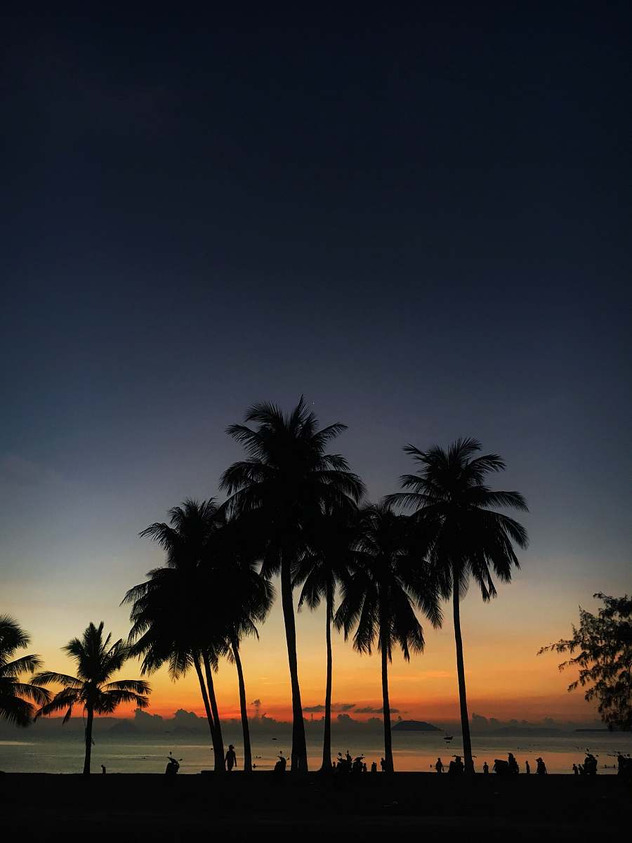 palm tree silhouette photo of coconut trees during golden hour flora